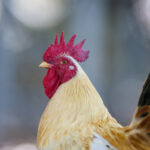 007期双色球开奖结果揭晓:幸运号码震撼出炉 37qosvyxxk