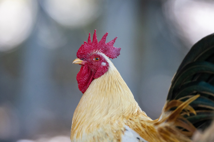 007期双色球开奖结果揭晓:幸运号码震撼出炉