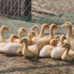 .393开奖前后关联全解析:号码规律与走势深度剖析 5ngjv6pq