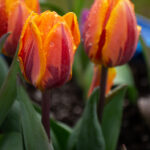 040期3d开奖结果最新公布,中奖号码全面揭晓 cncrtbyu6q