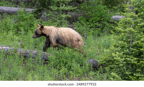 035期历史开奖回顾:探寻往期幸运号码轨迹