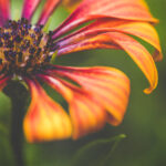 008期历史开奖号码全记录与深度解析 igedqv85j