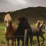 009期大乐透开奖结果揭晓,大奖花落谁家引关注 llvq0ybp