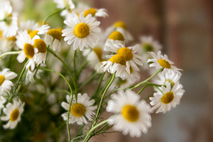 009期历史开奖号码查询与完整数据统计