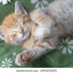 2208期开奖结果震撼揭晓,幸运号码花落谁家? th5d4o