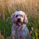 217期3D历史开奖号码详细回顾与数据分析 tjjvz9