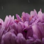 039期最新开奖结果与完整数据资料汇总 uq7289ne35