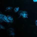 001期最新开奖结果查询与详细数据分析 w32u6