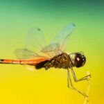 009期开奖结果震撼揭晓,大奖花落谁家? zea3r